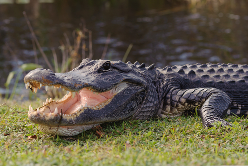 Facts About Florida - The Sunshine State: Fun Facts & Demographics